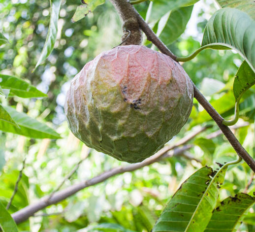 custard-apple