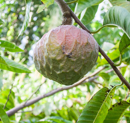 custard-apple