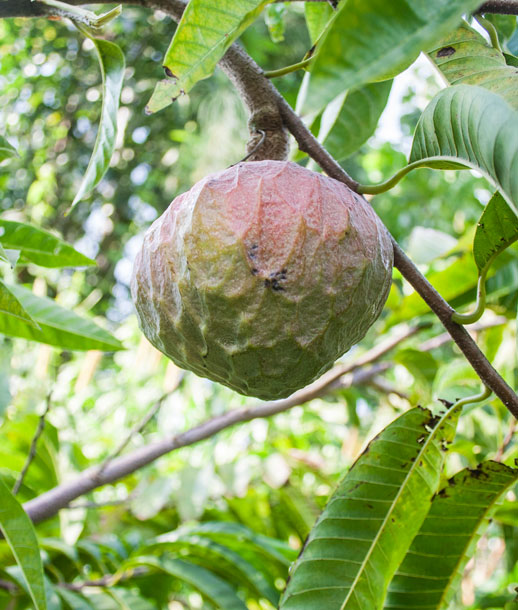 custard-apple