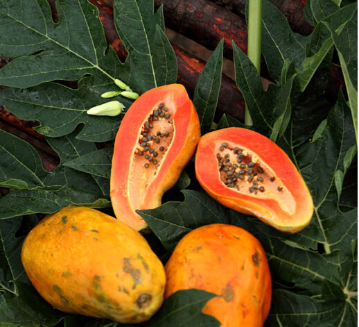 papaya