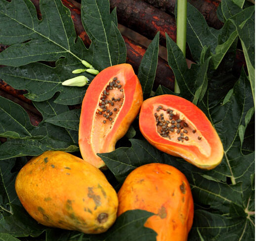 papaya