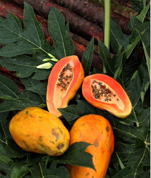 papaya