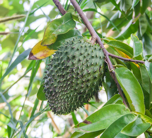 soursop