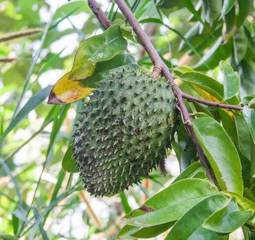 soursop