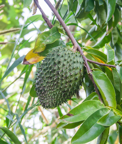 soursop