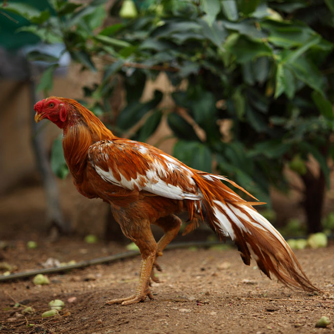 cock