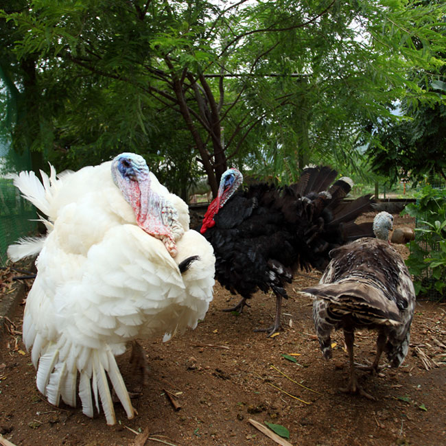 turkey