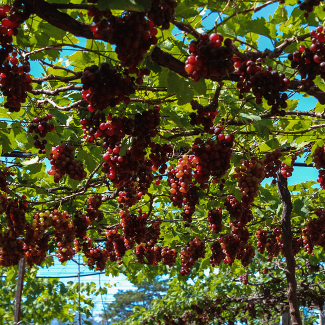 grapes