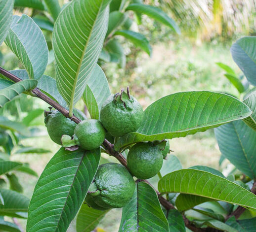 guava