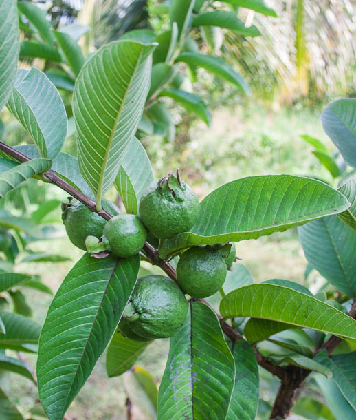 guava