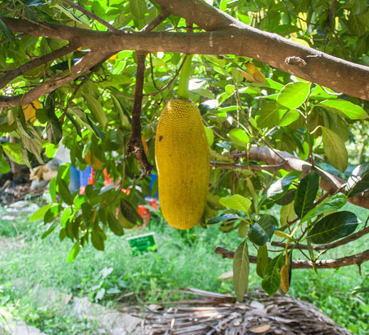 jackfruit