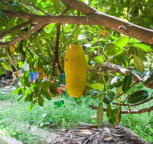 jackfruit