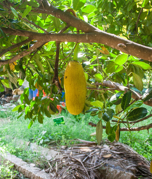 jackfruit