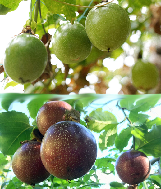 passion-fruit-multi