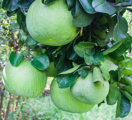 pomelo