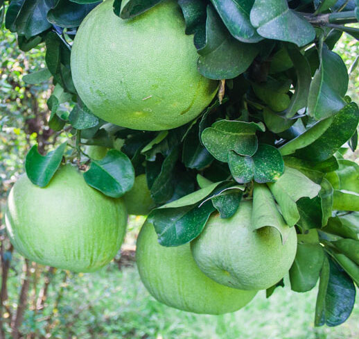 pomelo