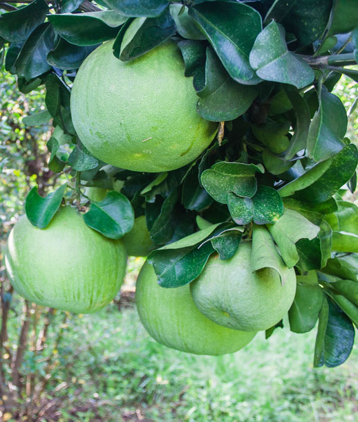 pomelo