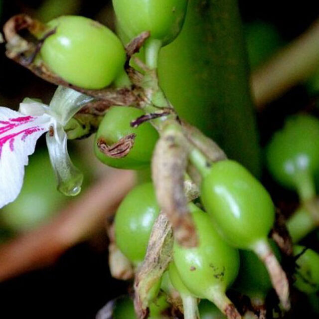 spice-plantation